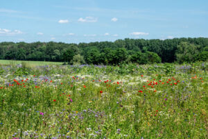 arrested for weed possession in Vegas