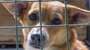 Nurse charged in Las Vegas