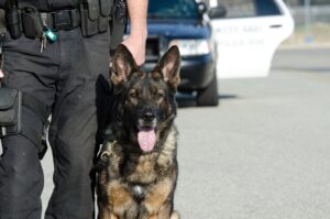 police dog in Las Vegas bites off finger