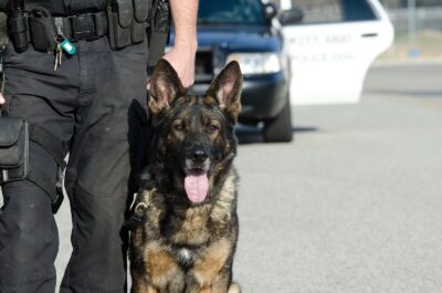Police Dog Bites Suspect’s Finger Off