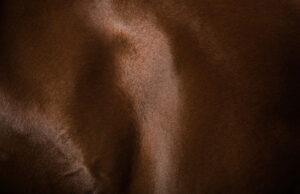 horse abuse charge in Las Vegas