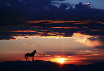 horse abuse in Nevada
